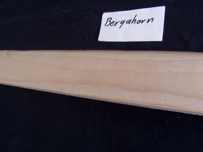 Bergahorn 1000 mm L